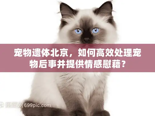 宠物遗体北京,如何高效处理宠物后事并提供情感慰藉? 宠物遗体北京,如何高效处理宠物后事并提供情感慰藉?