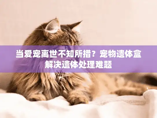 当爱宠离世不知所措?宠物遗体盒解决遗体处理难题 当爱宠离世不知所措?宠物遗体盒解决遗体处理难题