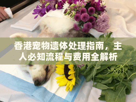 香港宠物遗体处理指南，主人必知流程与费用全解析