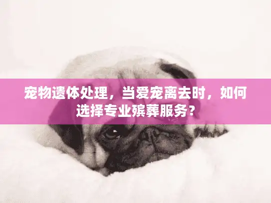 宠物遗体处理，当爱宠离去时，如何选择专业殡葬服务？