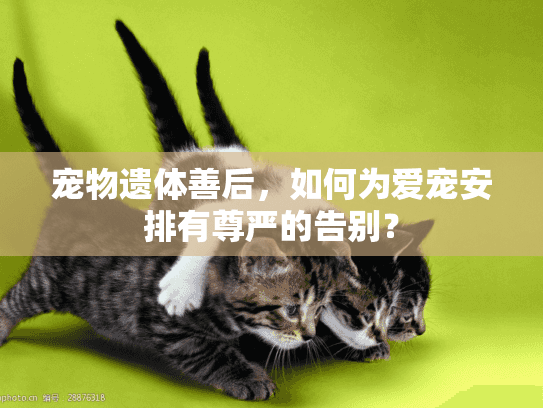 宠物遗体善后，如何为爱宠安排有尊严的告别？