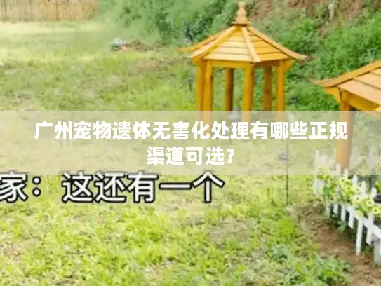 广州宠物遗体无害化处理有哪些正规渠道可选？
