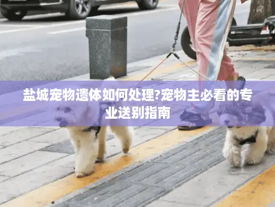 盐城宠物遗体如何处理?宠物主必看的专业送别指南