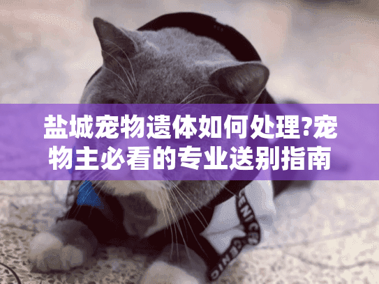 盐城宠物遗体如何处理?宠物主必看的专业送别指南