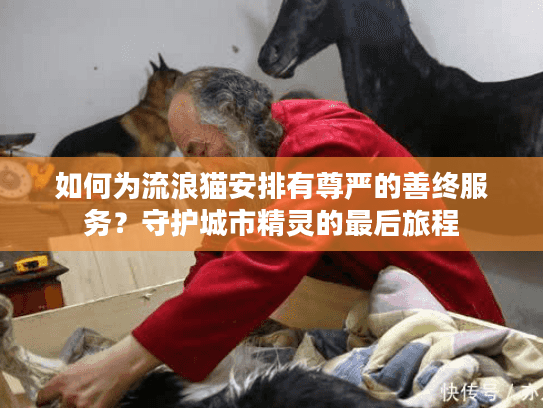 如何为流浪猫安排有尊严的善终服务？守护城市精灵的最后旅程