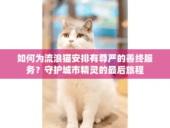 如何为流浪猫安排有尊严的善终服务？守护城市精灵的最后旅程