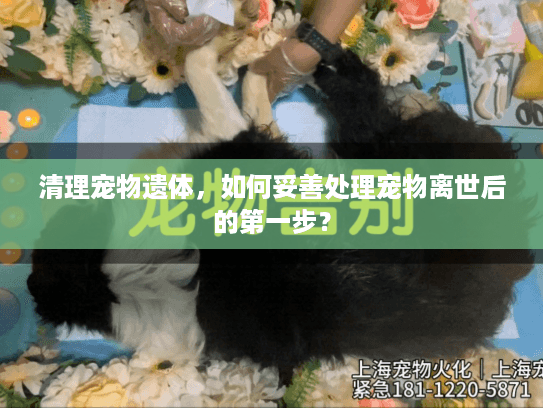 清理宠物遗体,如何妥善处理宠物离世后的第一步? 清理宠物遗体,如何妥善处理宠物离世后的第一步?