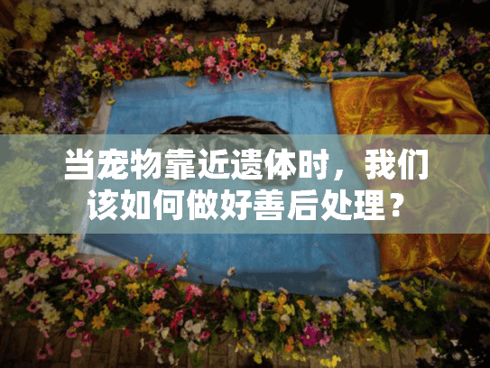 当宠物靠近遗体时，我们该如何做好善后处理？