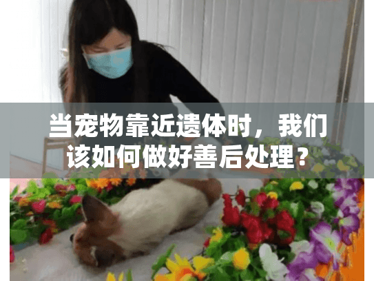 当宠物靠近遗体时，我们该如何做好善后处理？