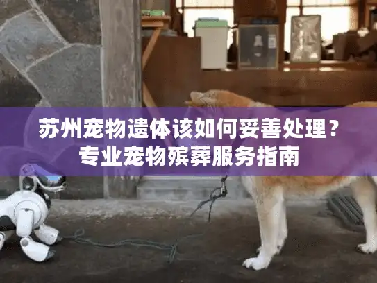 苏州宠物遗体该如何妥善处理？专业宠物殡葬服务指南