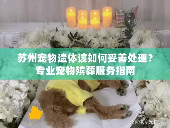 苏州宠物遗体该如何妥善处理？专业宠物殡葬服务指南