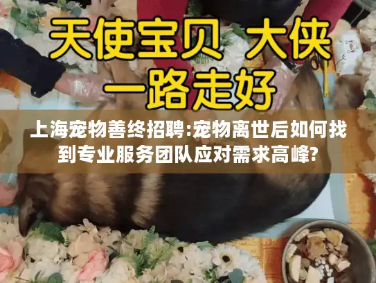 上海宠物善终招聘:宠物离世后如何找到专业服务团队应对需求高峰?