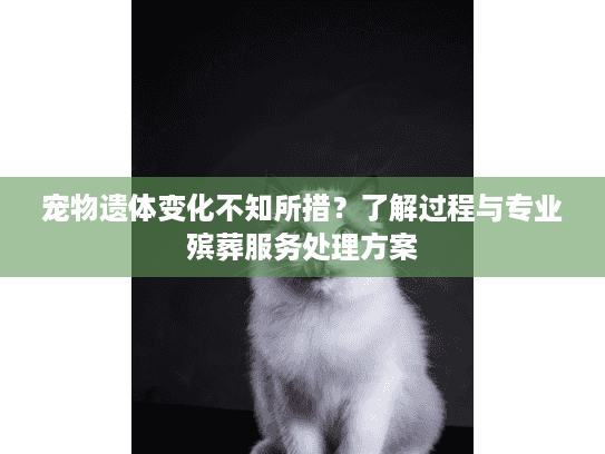 宠物遗体变化不知所措？了解过程与专业殡葬服务处理方案