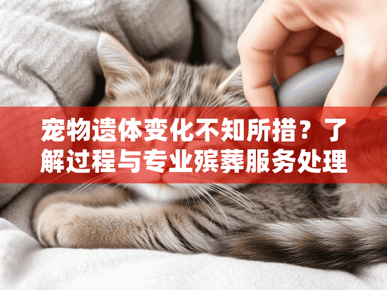 宠物遗体变化不知所措？了解过程与专业殡葬服务处理方案