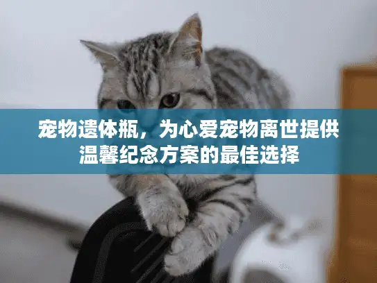 宠物遗体瓶，为心爱宠物离世提供温馨纪念方案的最佳选择