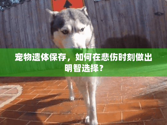 宠物遗体保存，如何在悲伤时刻做出明智选择？