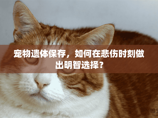 宠物遗体保存，如何在悲伤时刻做出明智选择？