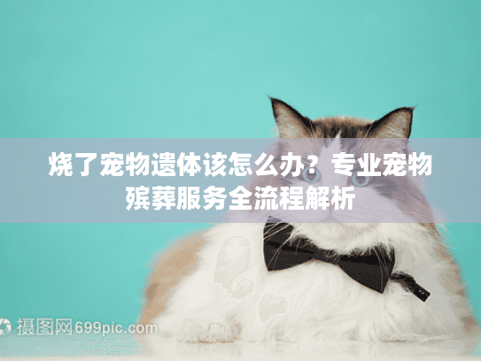 烧了宠物遗体该怎么办？专业宠物殡葬服务全流程解析