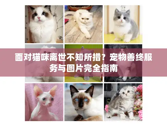 面对猫咪离世不知所措？宠物善终服务与图片完全指南