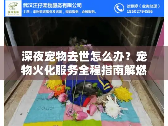 深夜宠物去世怎么办？宠物火化服务全程指南解燃眉之急
