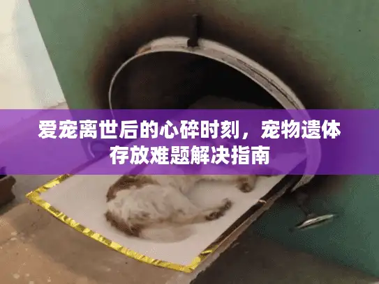 爱宠离世后的心碎时刻，宠物遗体存放难题解决指南