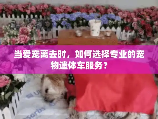 当爱宠离去时，如何选择专业的宠物遗体车服务？