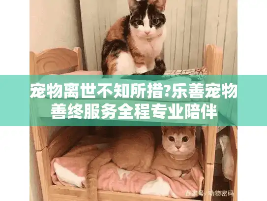 宠物离世不知所措?乐善宠物善终服务全程专业陪伴