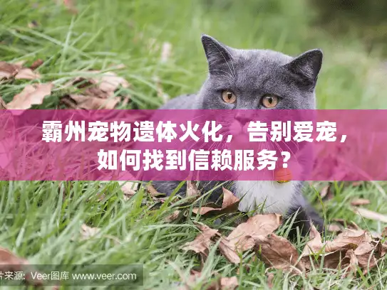 霸州宠物遗体火化，告别爱宠，如何找到信赖服务？