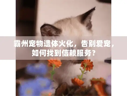 霸州宠物遗体火化，告别爱宠，如何找到信赖服务？