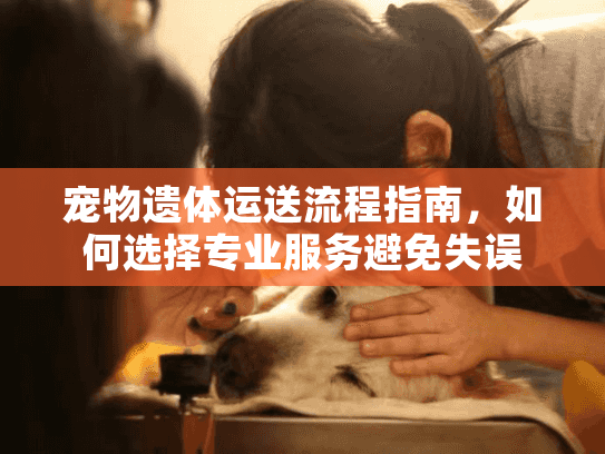 宠物遗体运送流程指南，如何选择专业服务避免失误