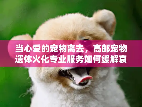 当心爱的宠物离去，高邮宠物遗体火化专业服务如何缓解哀伤？