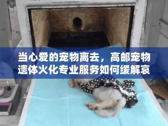 当心爱的宠物离去，高邮宠物遗体火化专业服务如何缓解哀伤？
