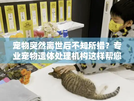 宠物突然离世后不知所措？专业宠物遗体处理机构这样帮您体面告别