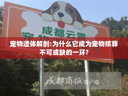 宠物遗体解剖:为什么它成为宠物殡葬不可或缺的一环?