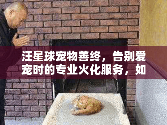 汪星球宠物善终，告别爱宠时的专业火化服务，如何减轻悲伤？