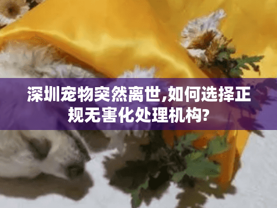 深圳宠物突然离世,如何选择正规无害化处理机构? 深圳宠物突然离世,如何选择正规无害化处理机构?