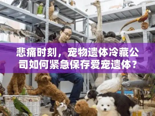 悲痛时刻,宠物遗体冷藏公司如何紧急保存爱宠遗体? 悲痛时刻,宠物遗体冷藏公司如何紧急保存爱宠遗体?