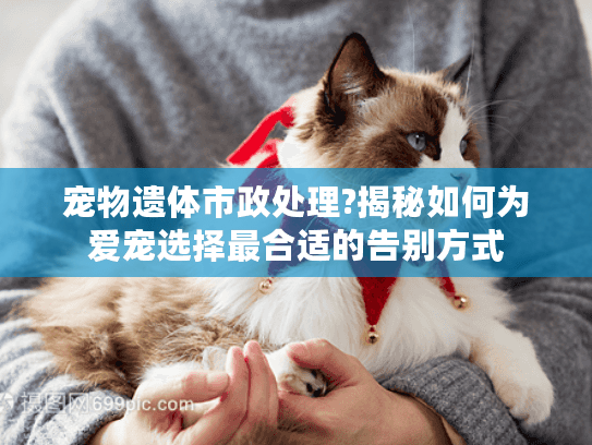 宠物遗体市政处理?揭秘如何为爱宠选择最合适的告别方式