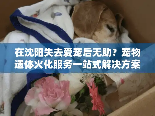 在沈阳失去爱宠后无助？宠物遗体火化服务一站式解决方案