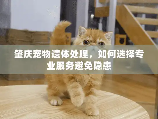 肇庆宠物遗体处理，如何选择专业服务避免隐患