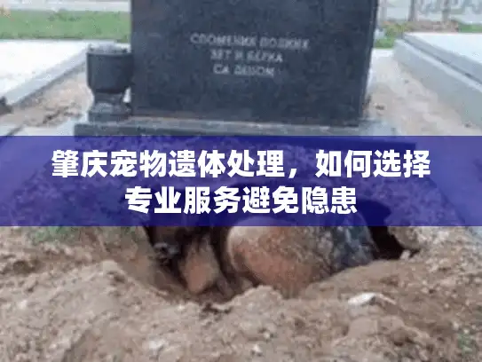 肇庆宠物遗体处理，如何选择专业服务避免隐患