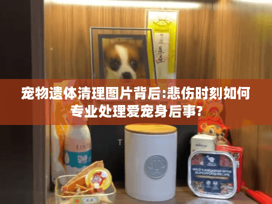 宠物遗体清理图片背后:悲伤时刻如何专业处理爱宠身后事?