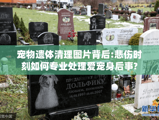 宠物遗体清理图片背后:悲伤时刻如何专业处理爱宠身后事?