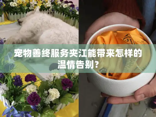 宠物善终服务夹江能带来怎样的温情告别？