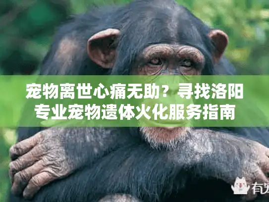宠物离世心痛无助？寻找洛阳专业宠物遗体火化服务指南