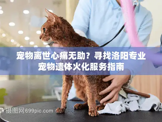 宠物离世心痛无助？寻找洛阳专业宠物遗体火化服务指南