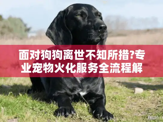 面对狗狗离世不知所措?专业宠物火化服务全流程解析 面对狗狗离世不知所措?专业宠物火化服务全流程解析