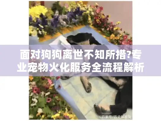 面对狗狗离世不知所措?专业宠物火化服务全流程解析 面对狗狗离世不知所措?专业宠物火化服务全流程解析