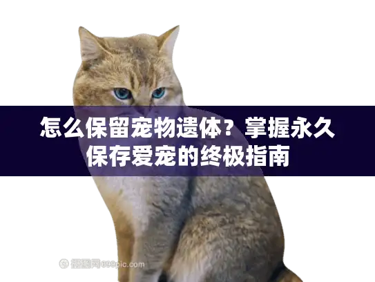怎么保留宠物遗体?掌握永久保存爱宠的终极指南 怎么保留宠物遗体?掌握永久保存爱宠的终极指南
