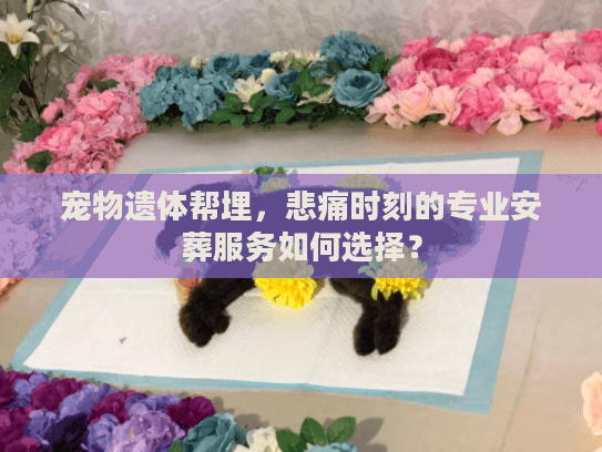宠物遗体帮埋，悲痛时刻的专业安葬服务如何选择？